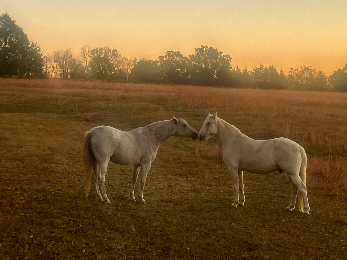 Two horses in a pasture at sunset at Homestead Farm Retreat & RV in Branson, Missouri