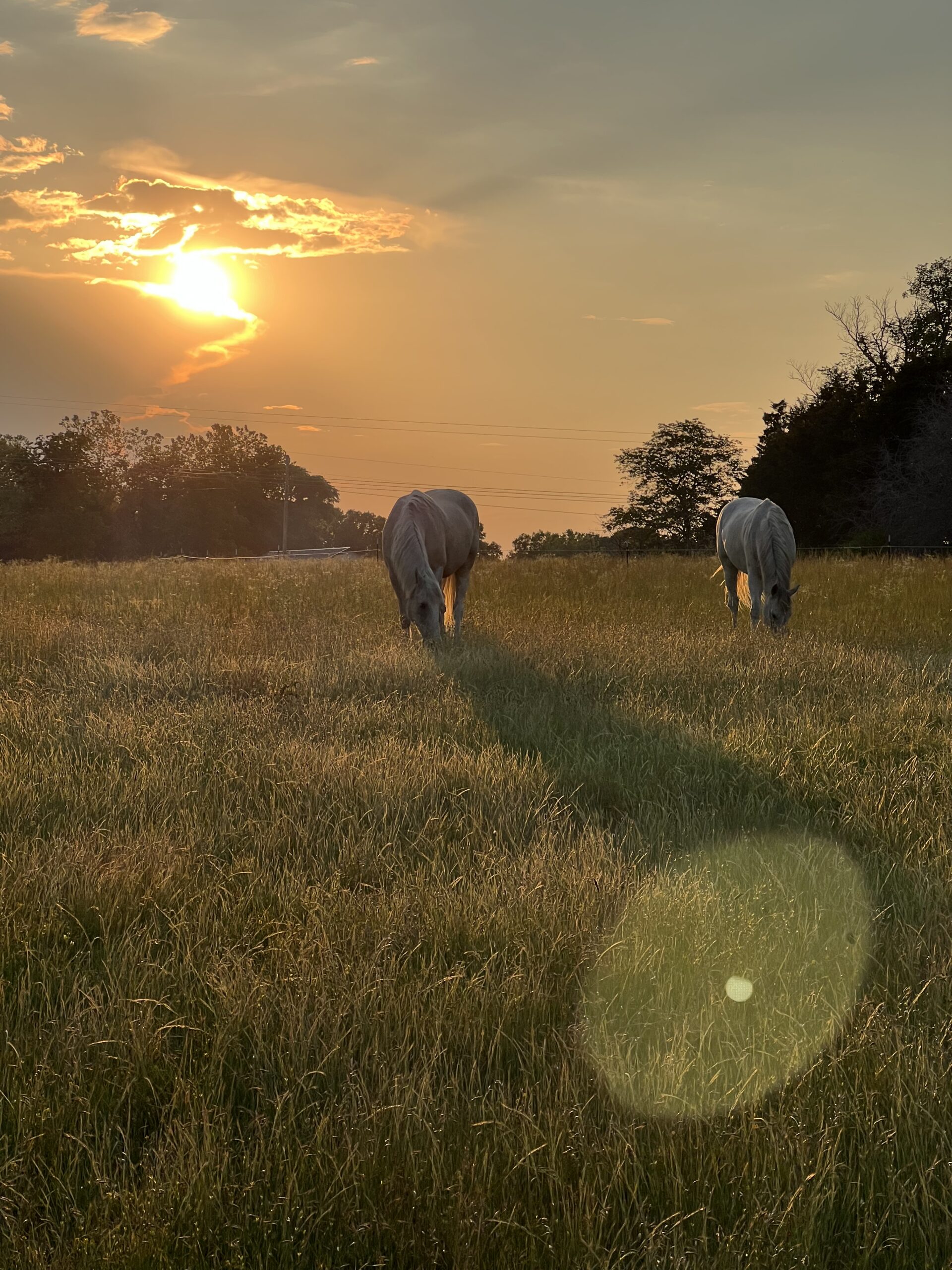 Horses grazing in a pasture at sunset at Grace Riding Academy near Branson, Missouri